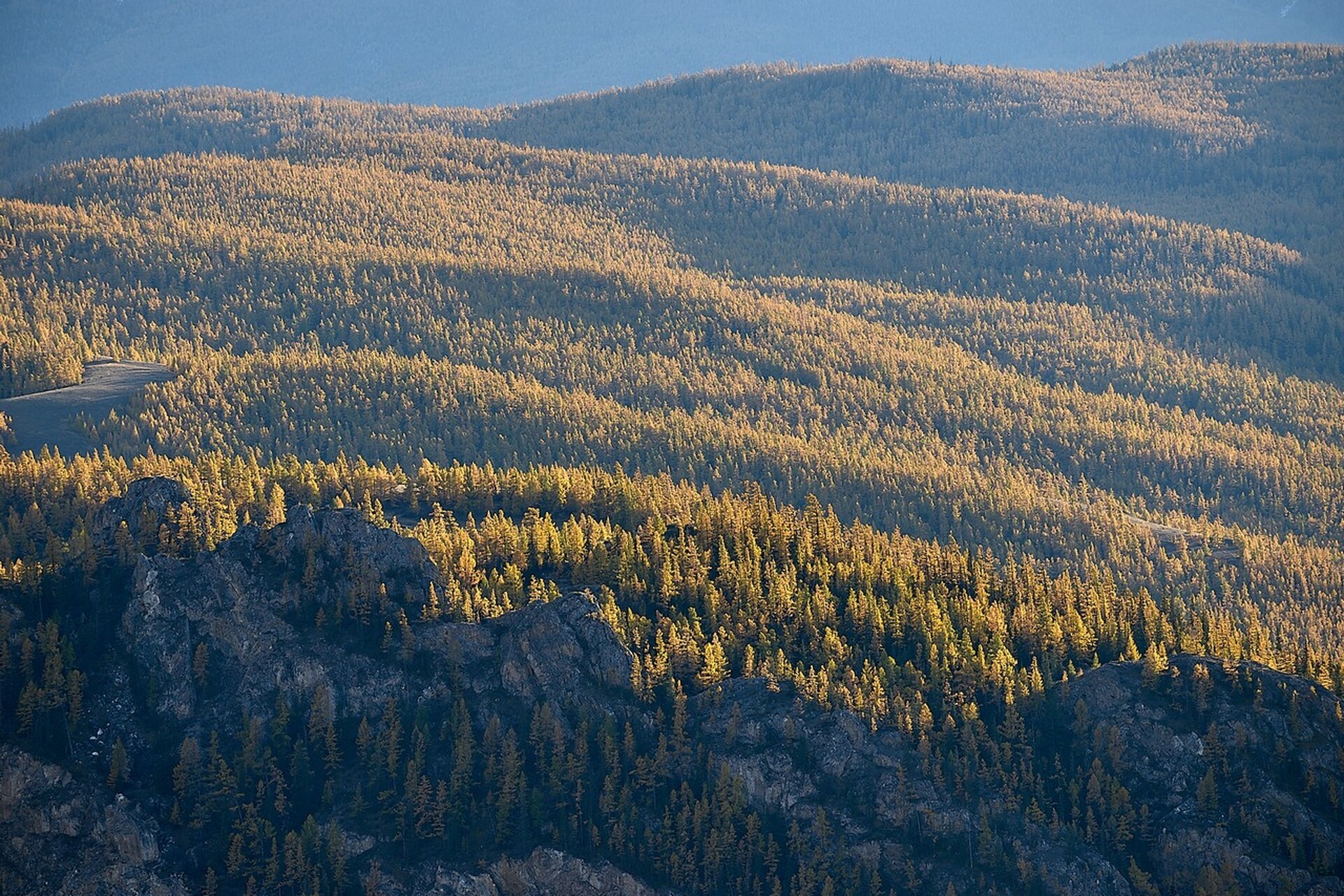 Лиственничные леса Алтая