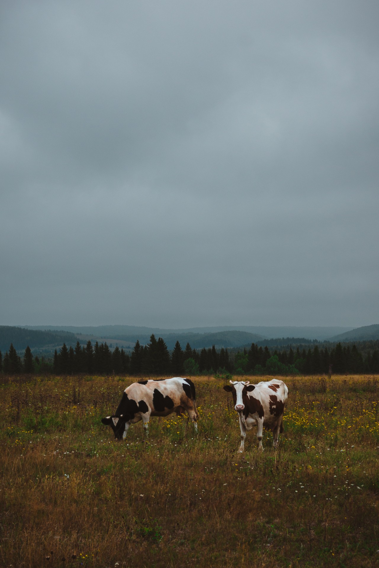 Две коровы в поле
