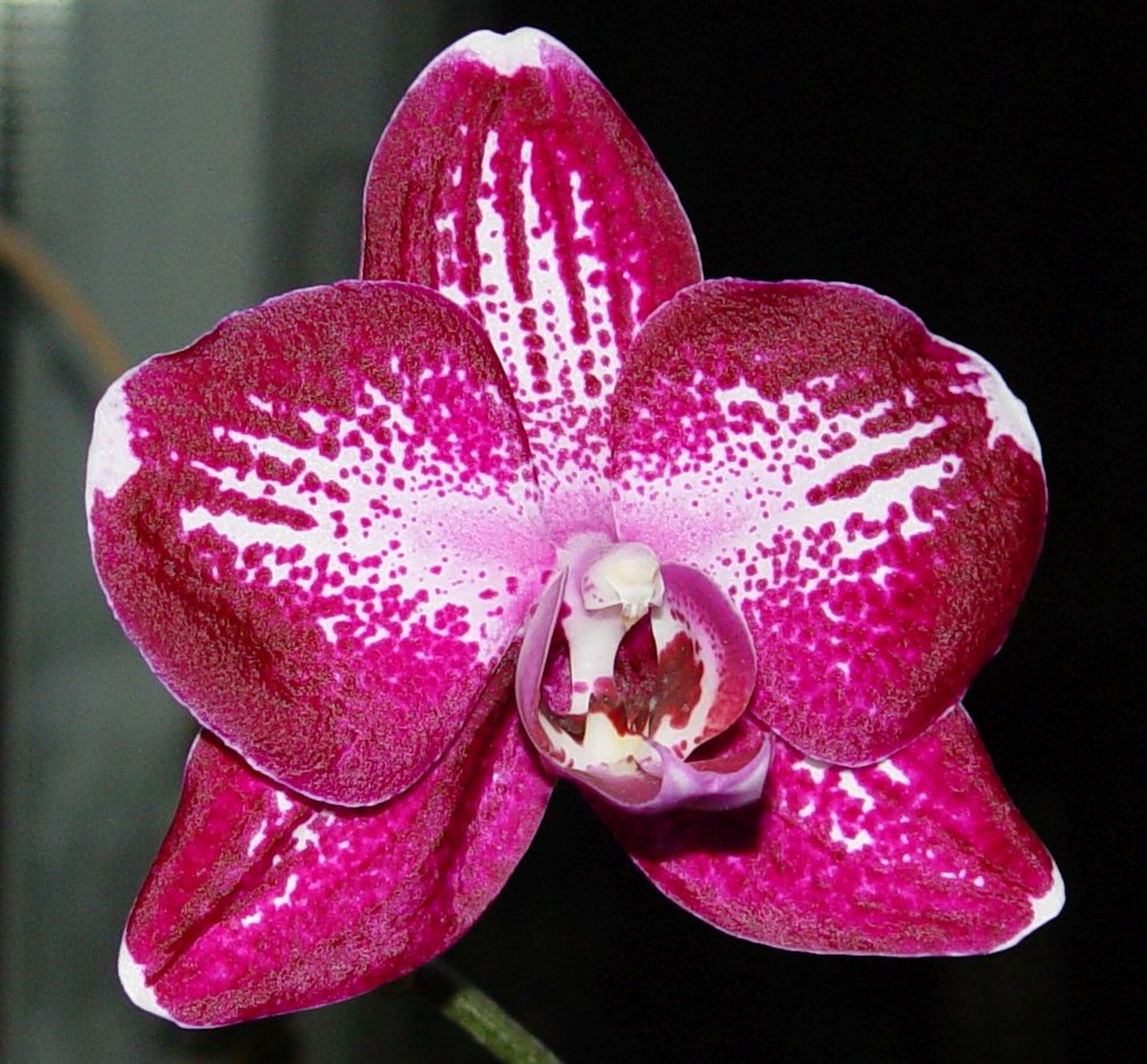 Phalaenopsis hybr.