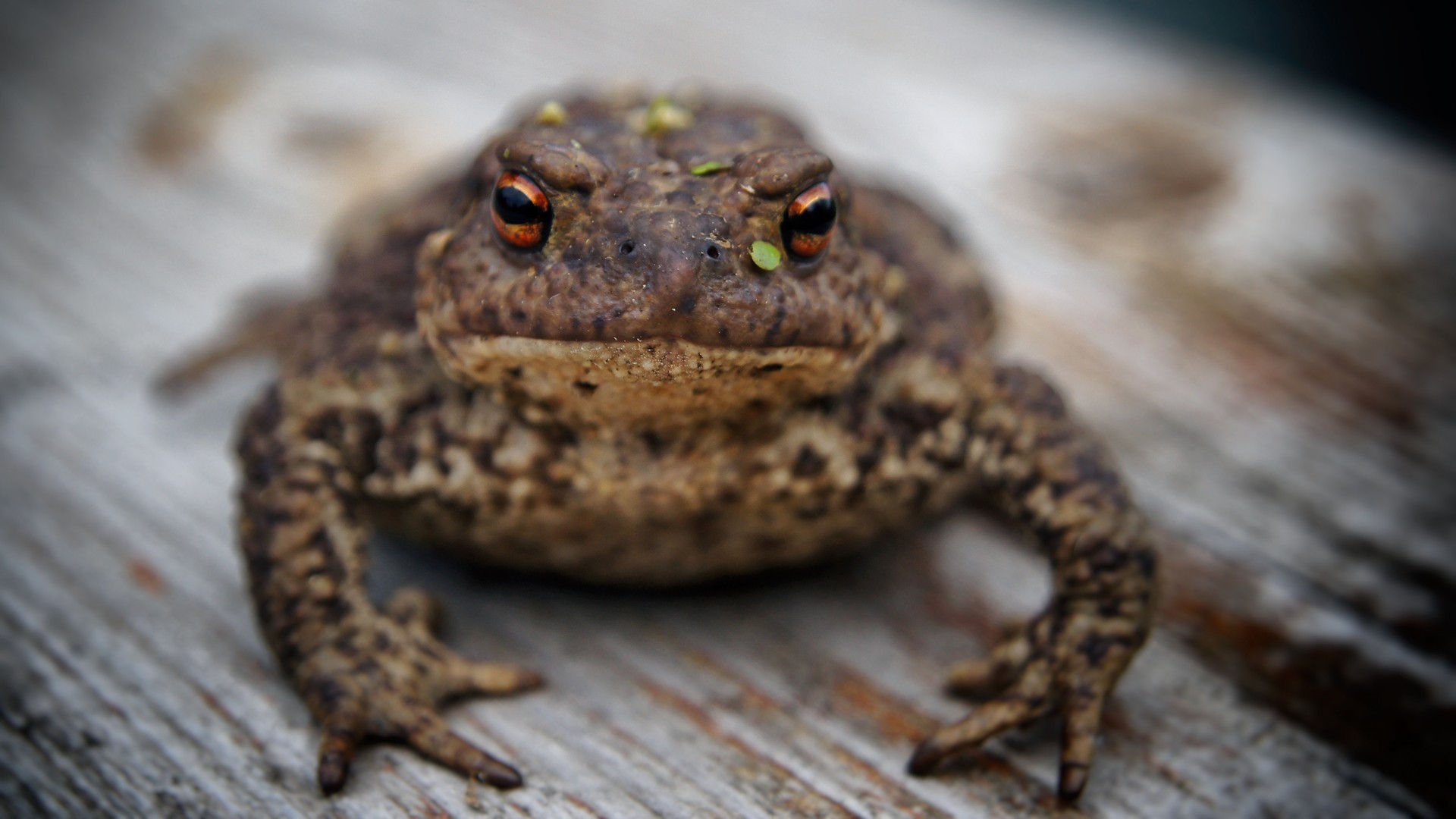Портрет жабы