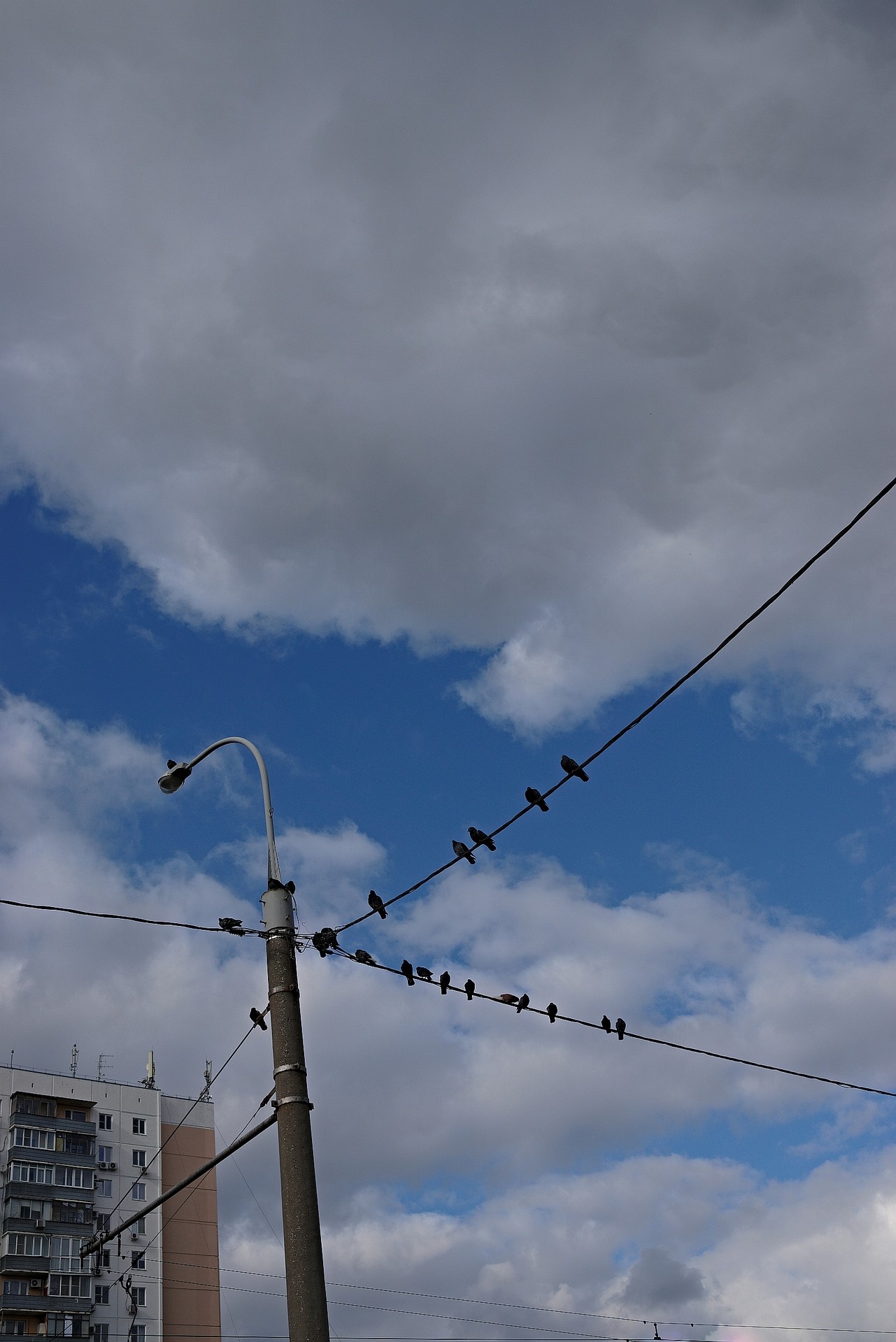 pigeons on wires