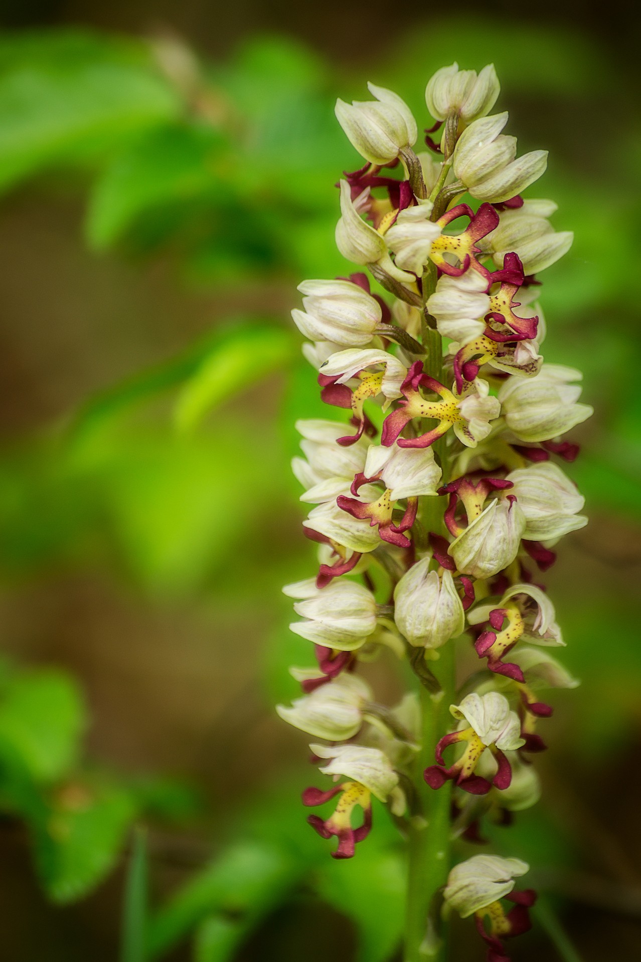 Orchis x calliantha