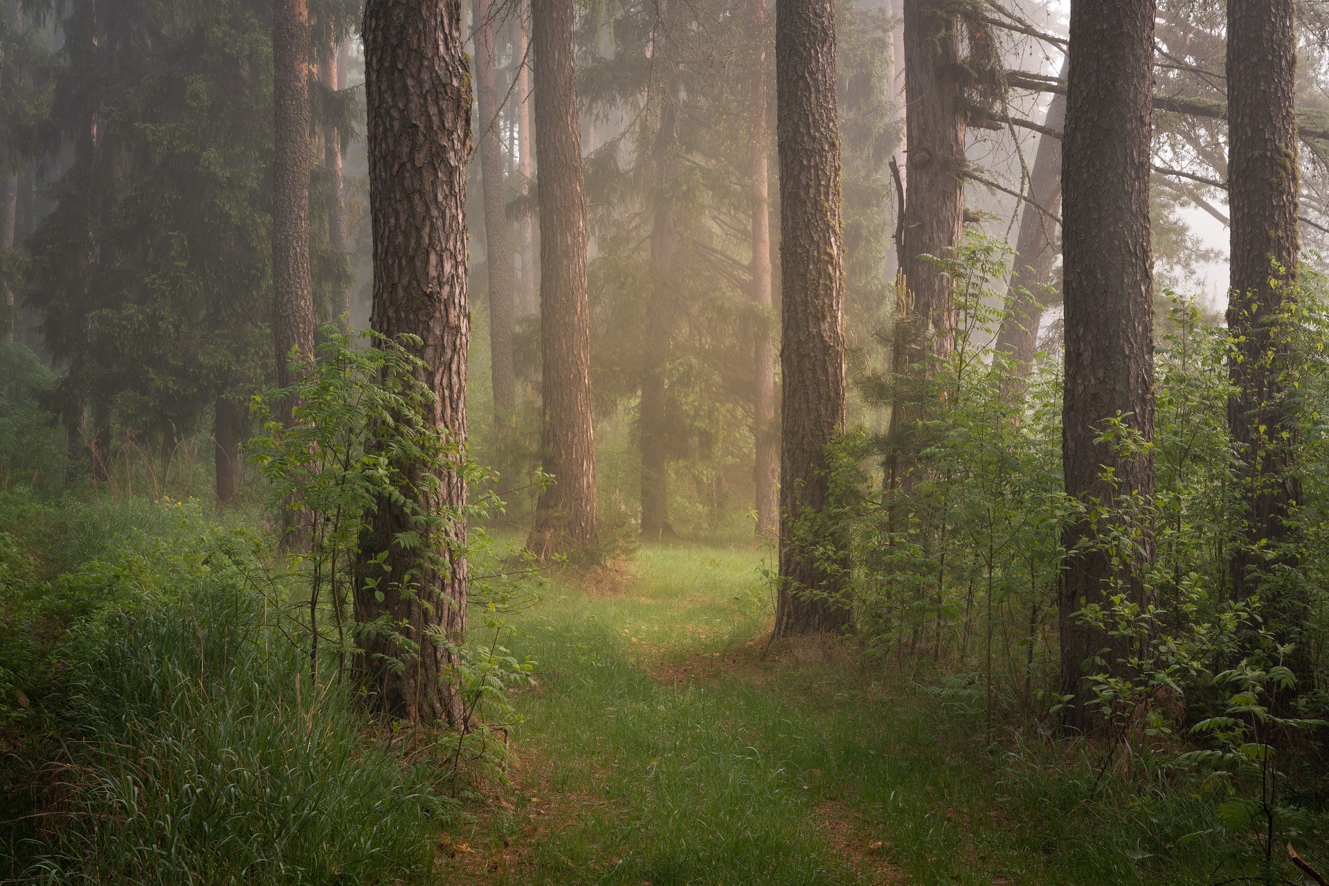 Утро в туманном лесу