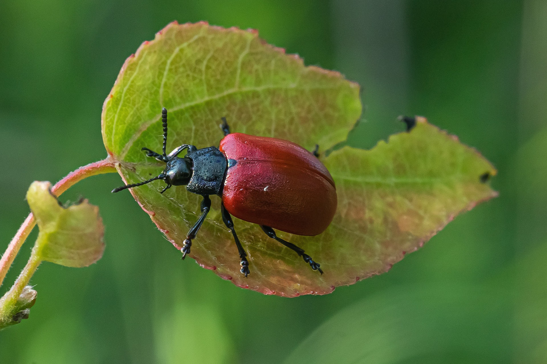 Читать красный жук. Почему жуки блестят. Как жуки блестят.