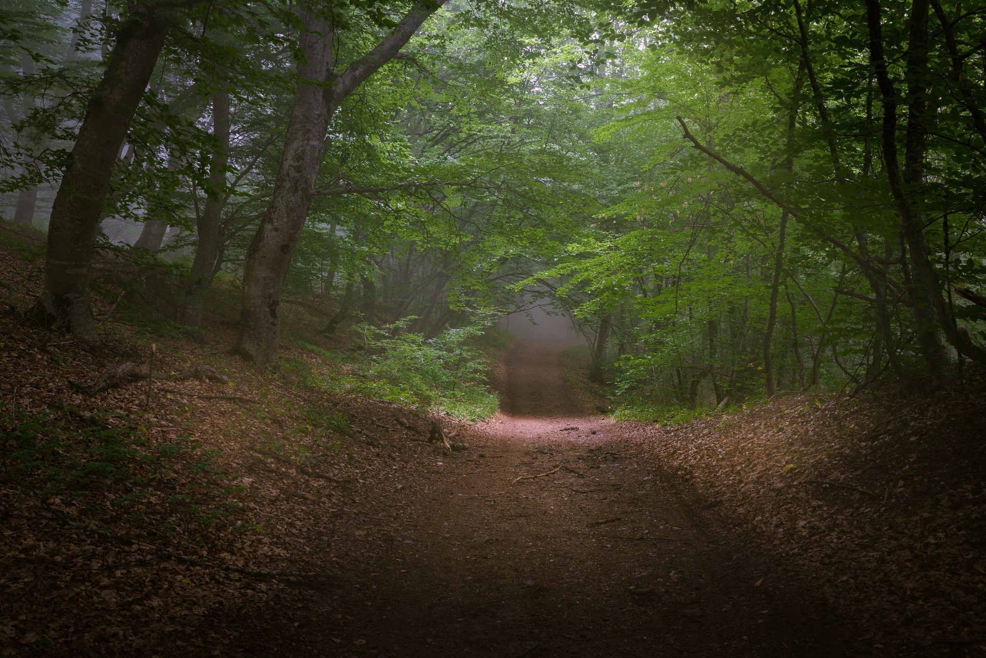 Дорога в сказочном лесу