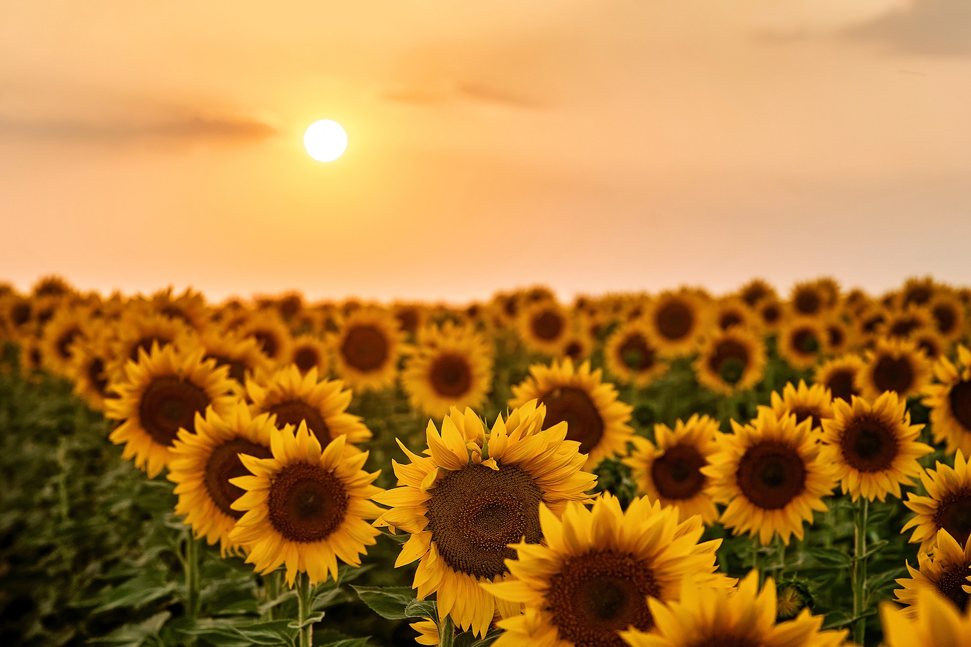 Sunset & sunflower