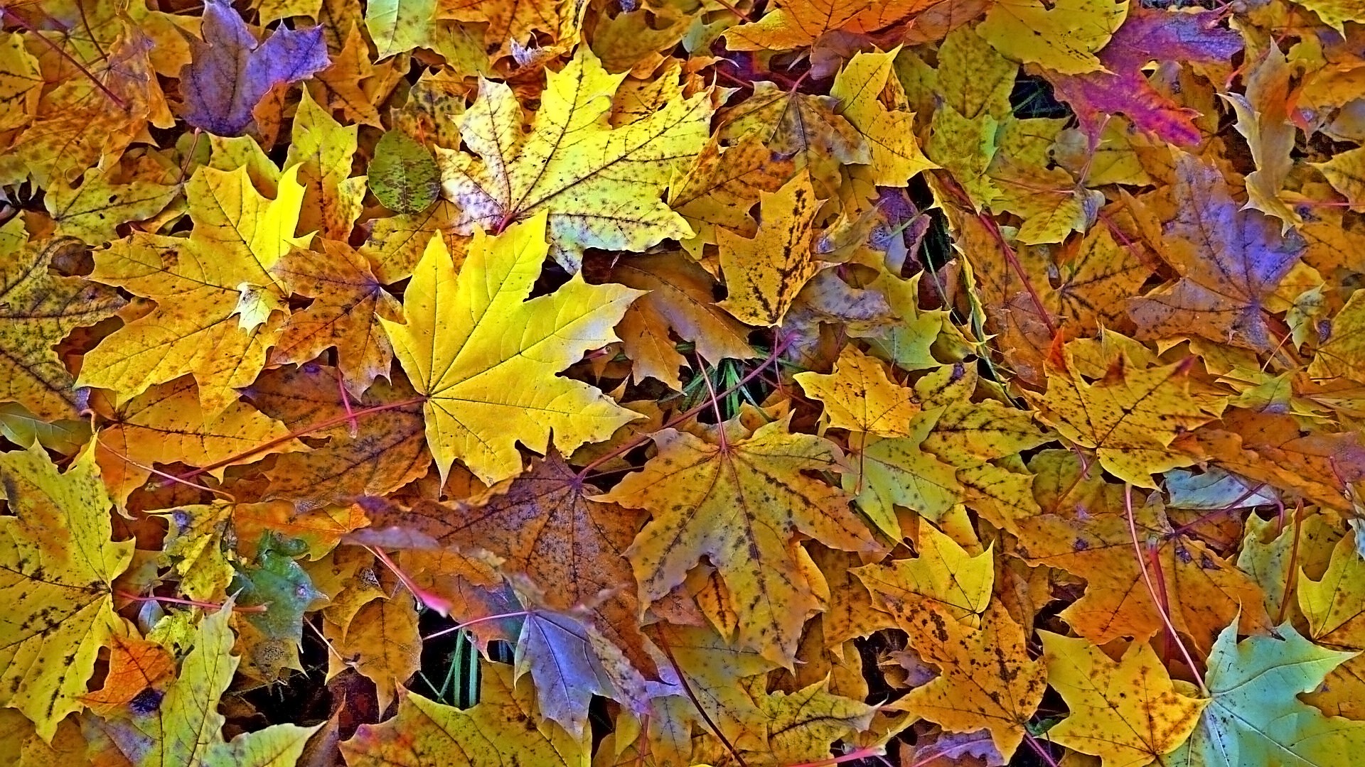 Осенняя "радуга"