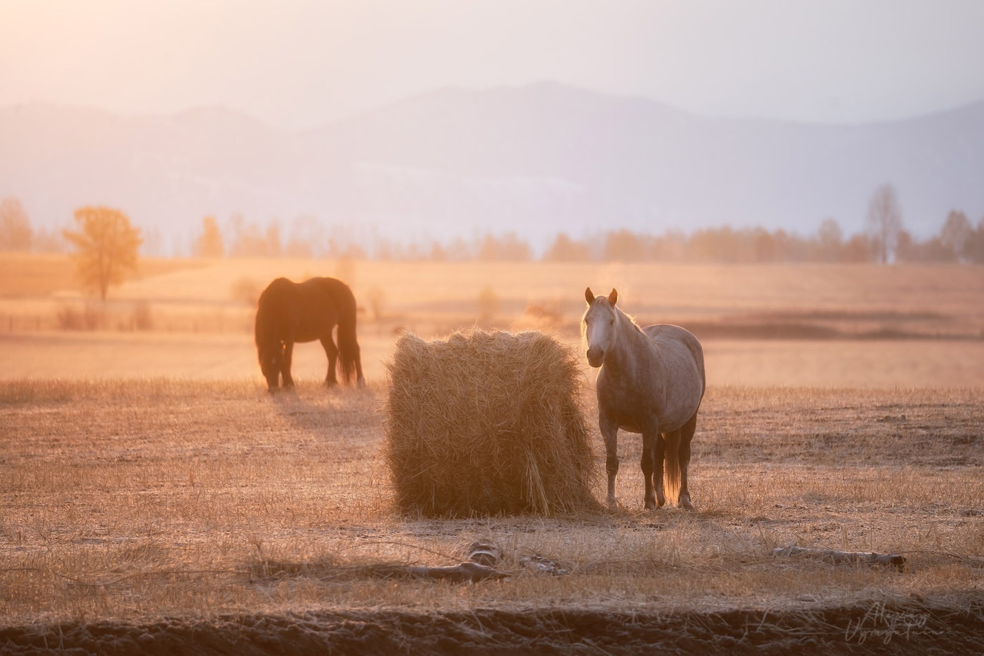 Frosty morning