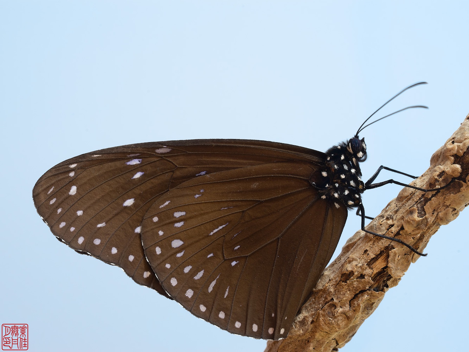 Скромные бабочки Окинавы: Euploea mulciber