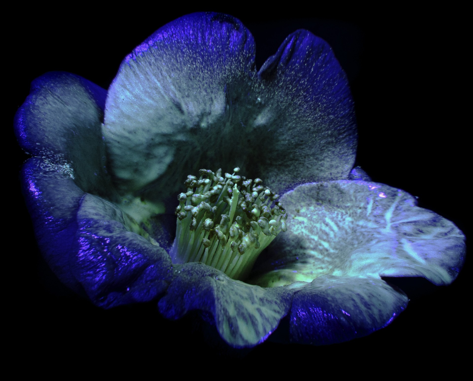 цветок с флуресцентной краской