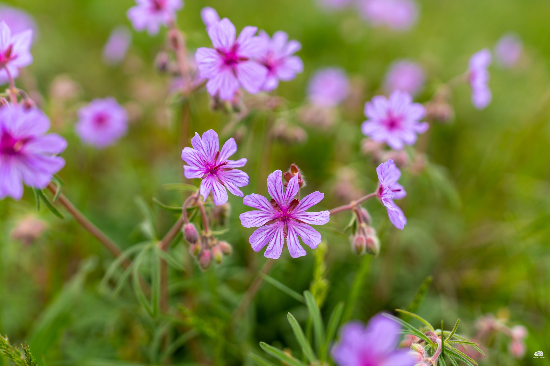 🌸Flowers🌸