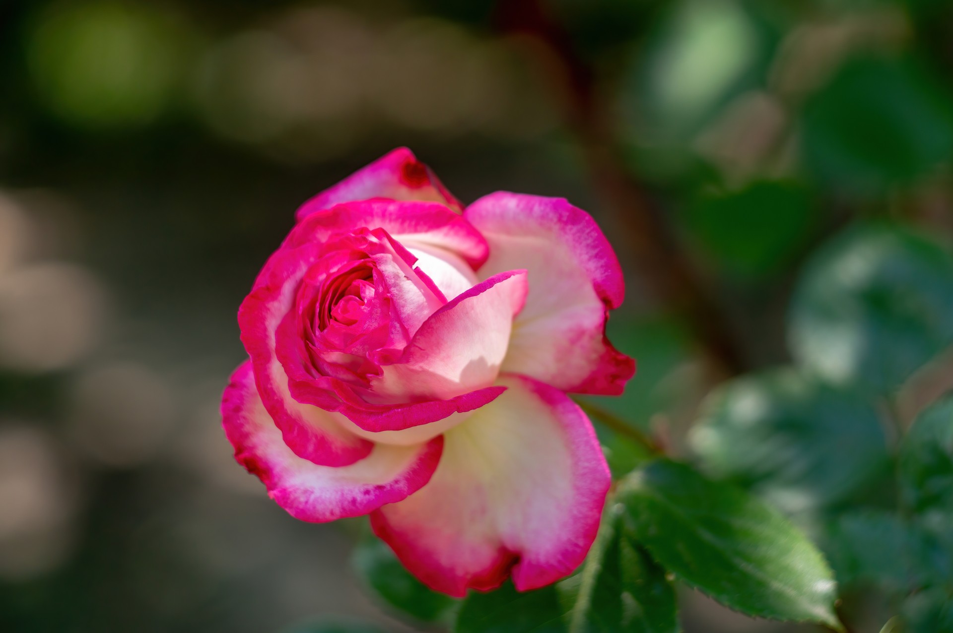 Двухцветная роза
