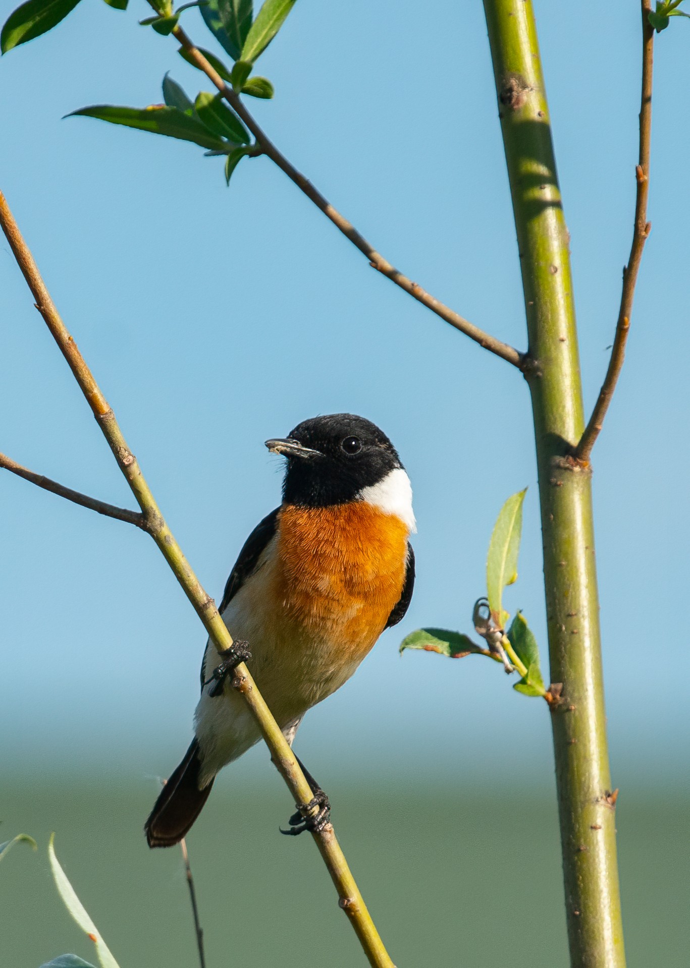 Saxicola maura