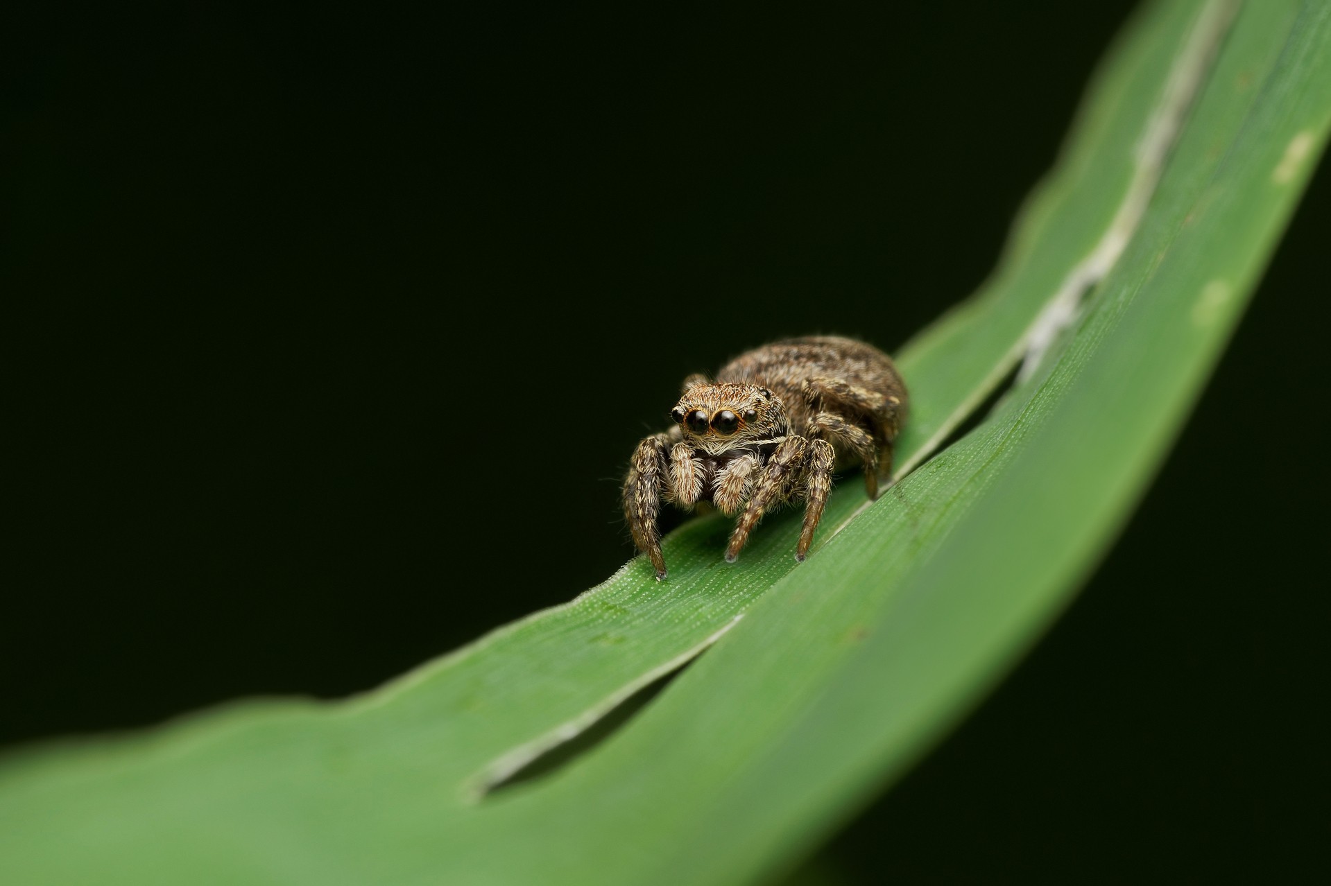 Скакунчик