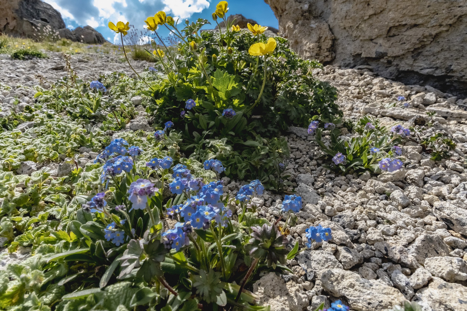 Цветы предгорий Эльбруса
