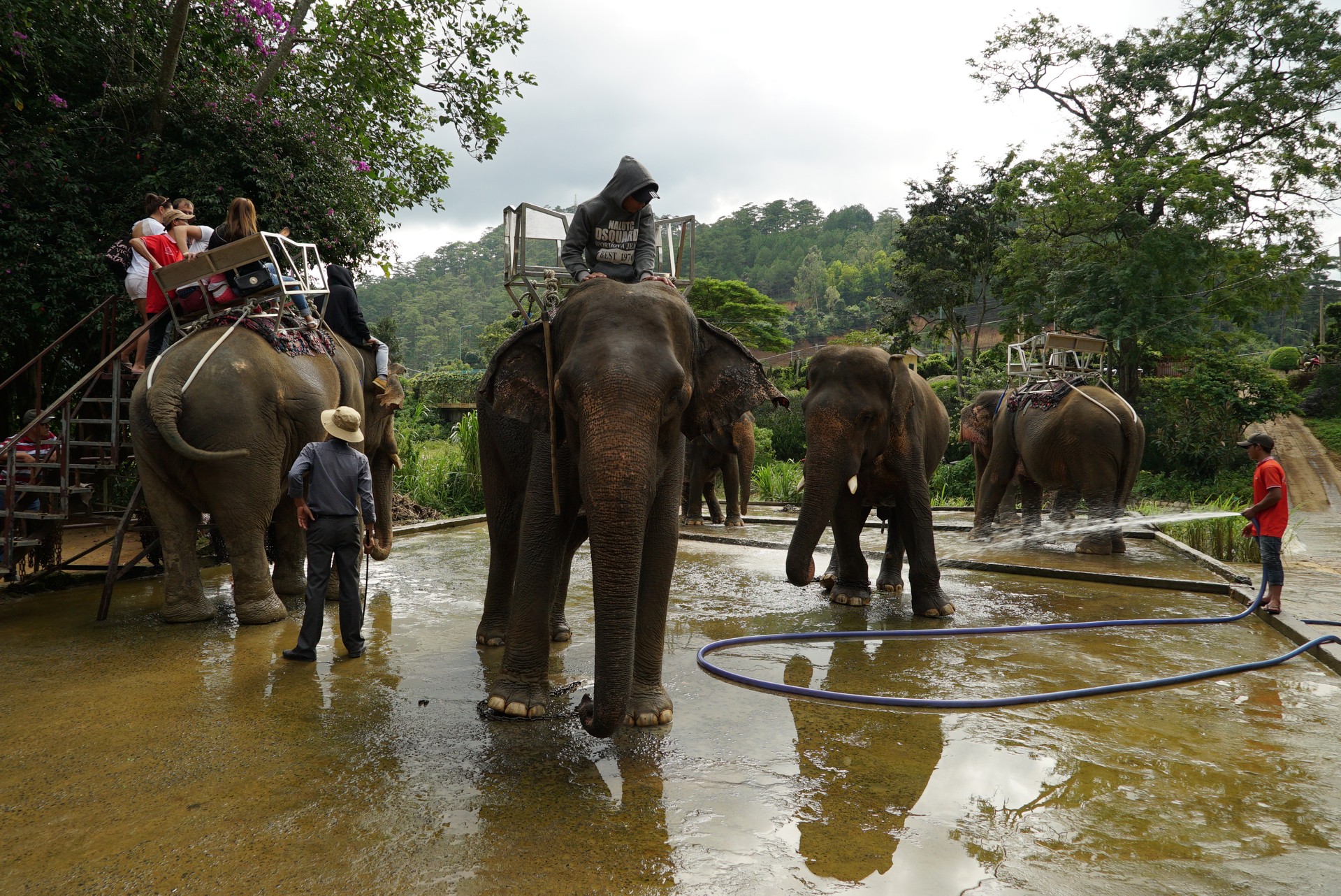 станция проката и техобслуживания слонов