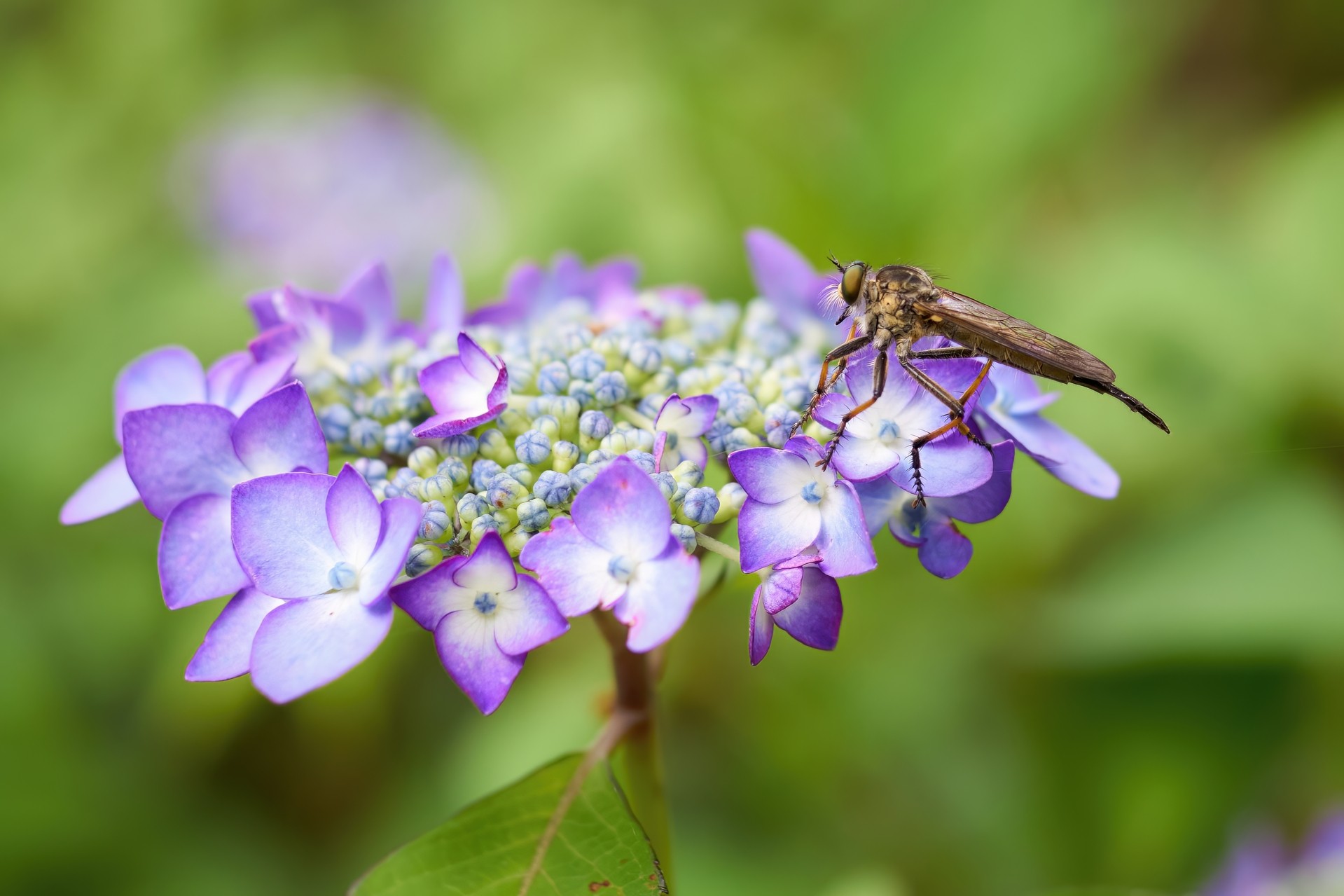 Hydrangea