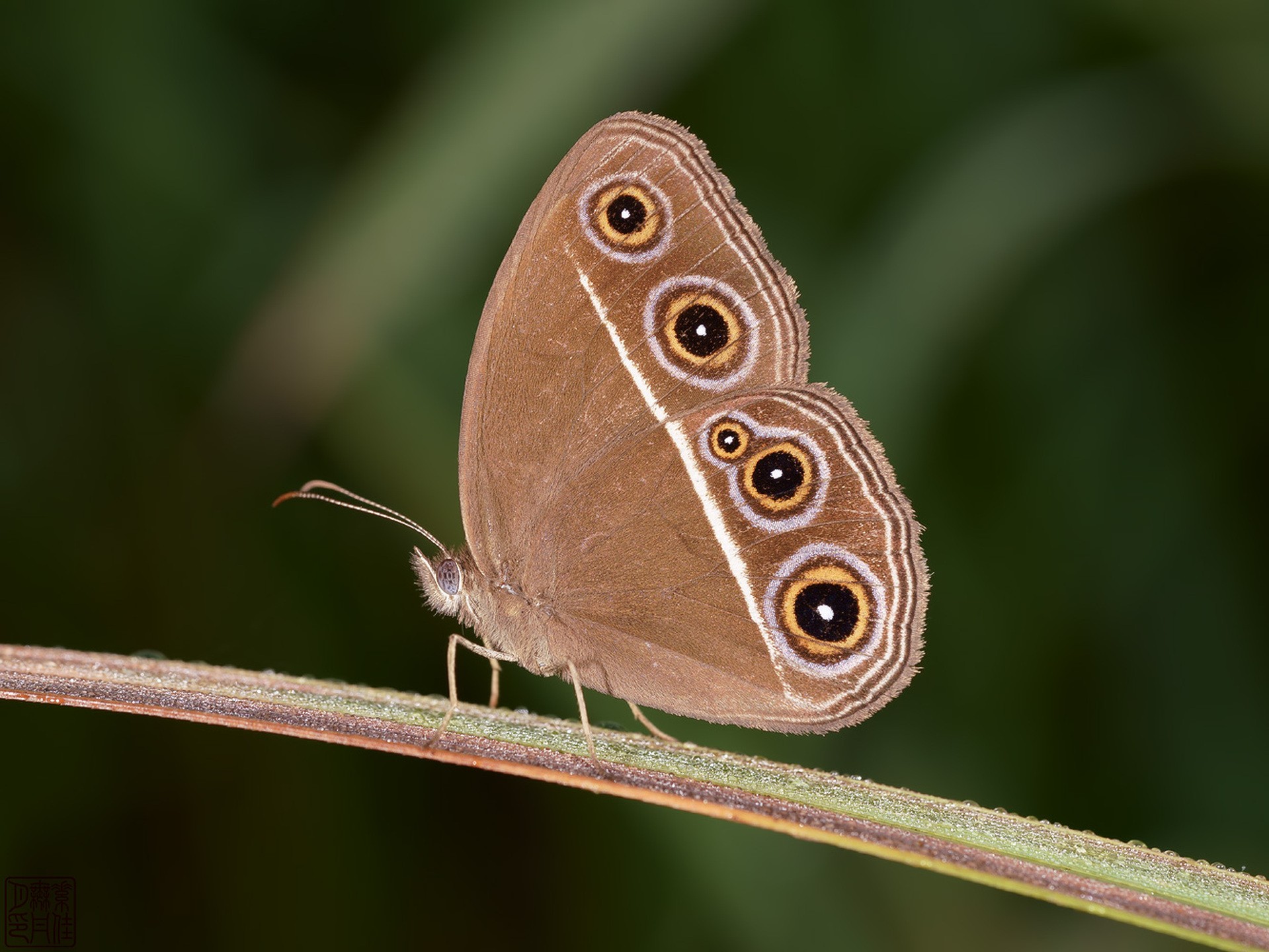 Orsotriaena medus