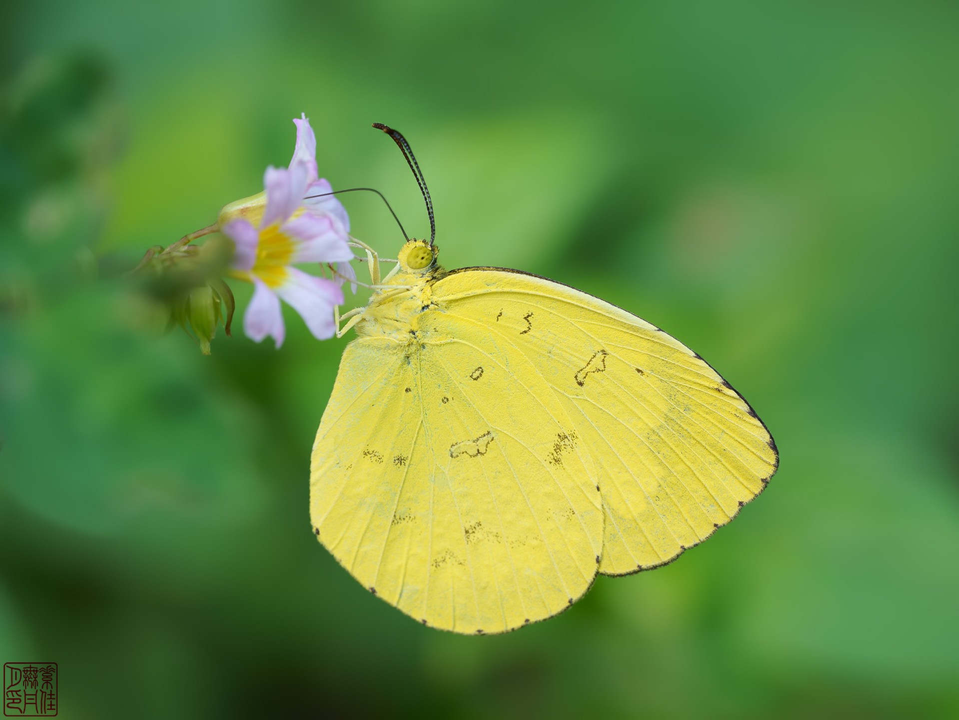 Eurema blanda