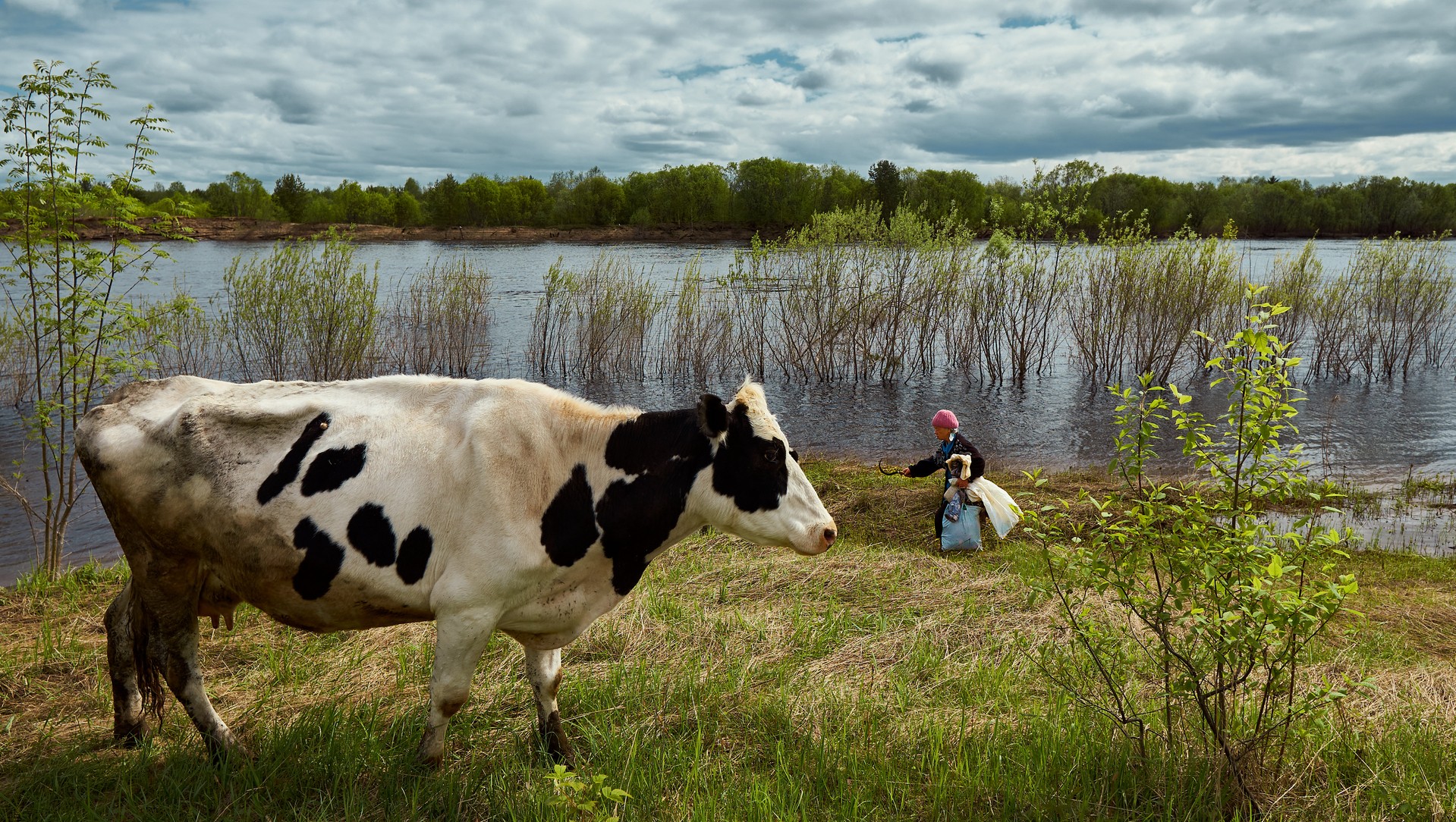 Cow Overseer