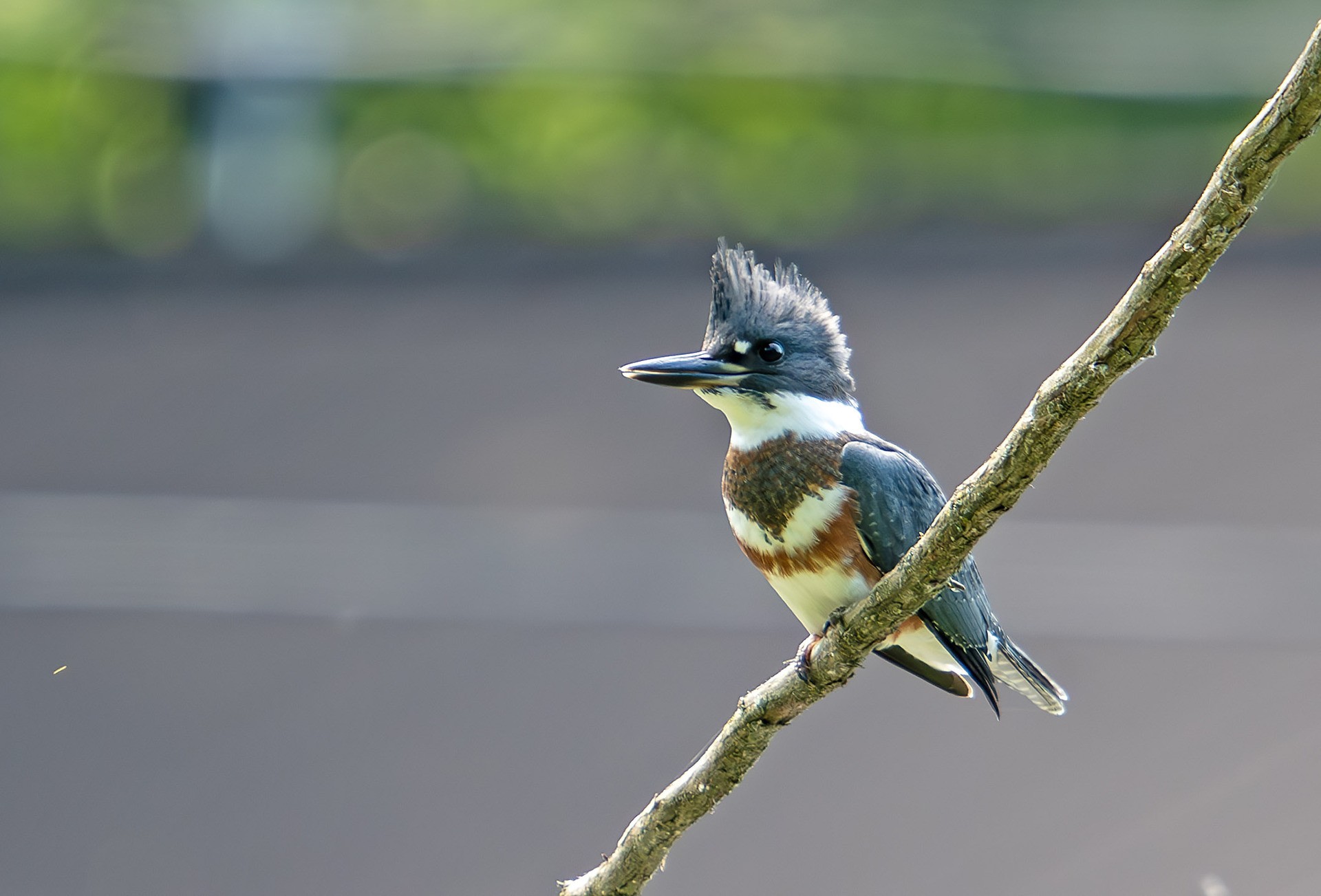 Змородок (Kingfisher)