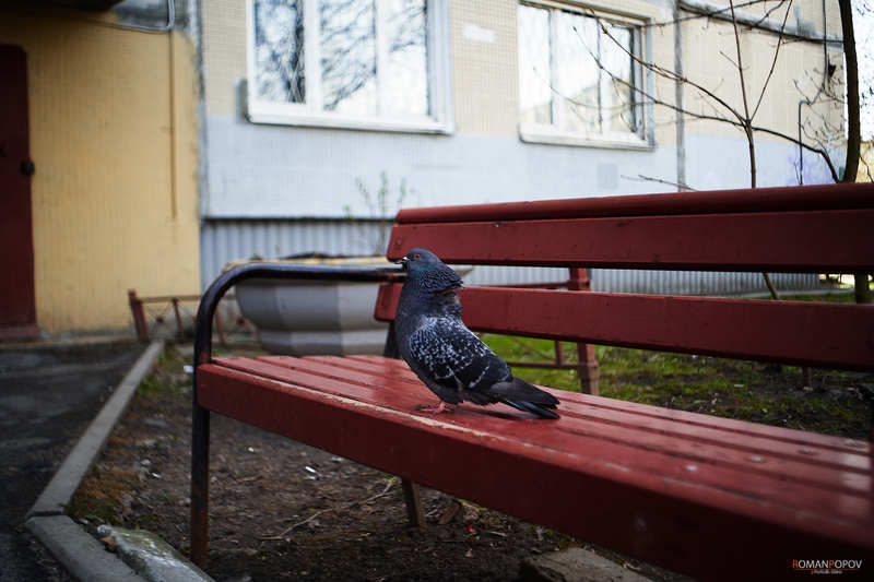 Фото сделанное пользователем romelenium