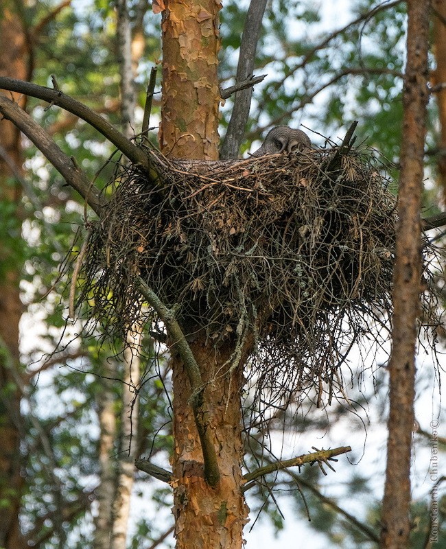 Фото сделанное пользователем KotoPalych