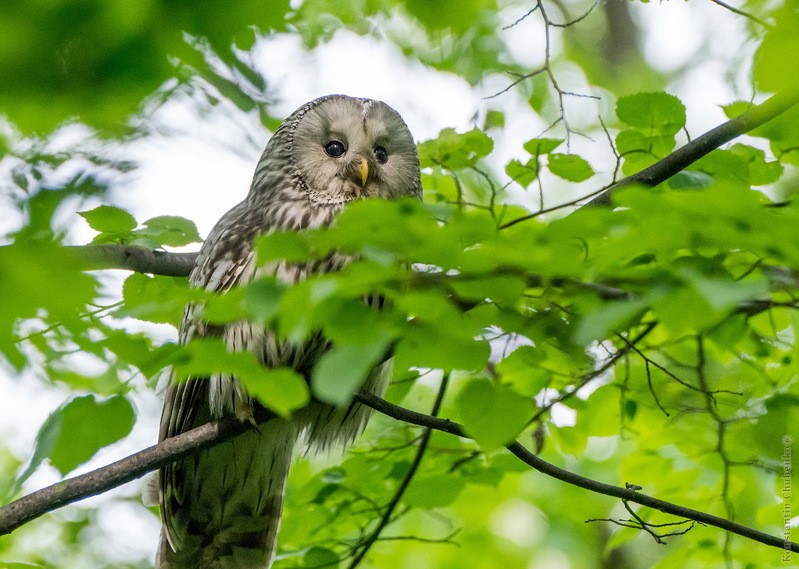 Фото сделанное пользователем KotoPalych