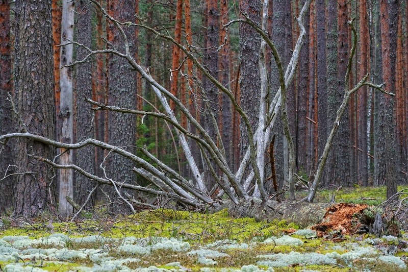 Фото сделанное пользователем Vladimir (VKH023)