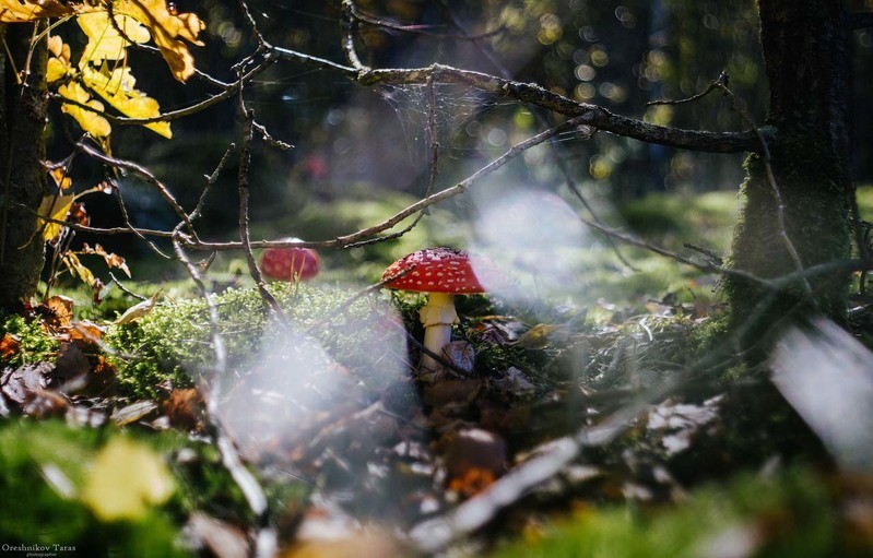 Фото сделанное пользователем Taras 666