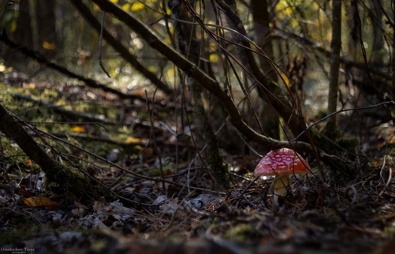 Фото сделанное пользователем Taras 666