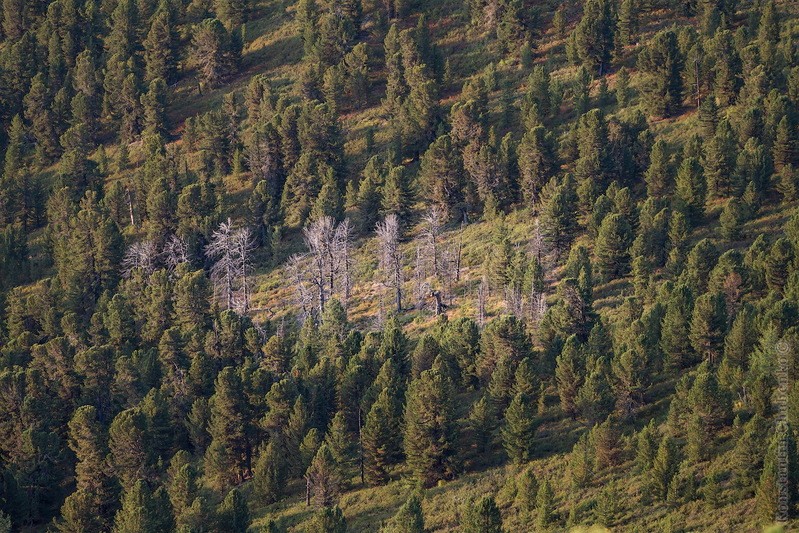 Фото сделанное пользователем KotoPalych