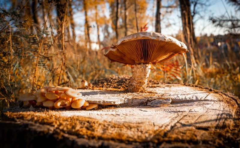 Фото сделанное пользователем KotoPalych