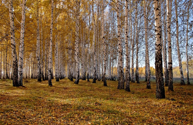 Фото сделанное пользователем Андре Номан