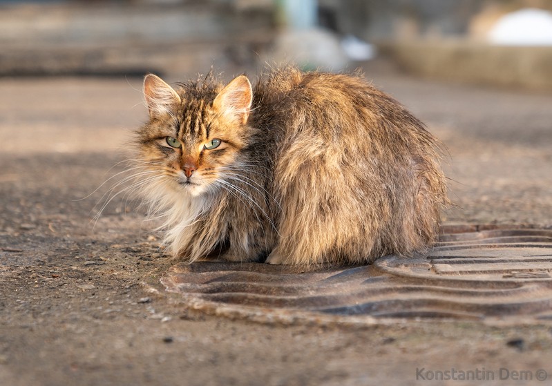 Фото сделанное пользователем KotoPalych