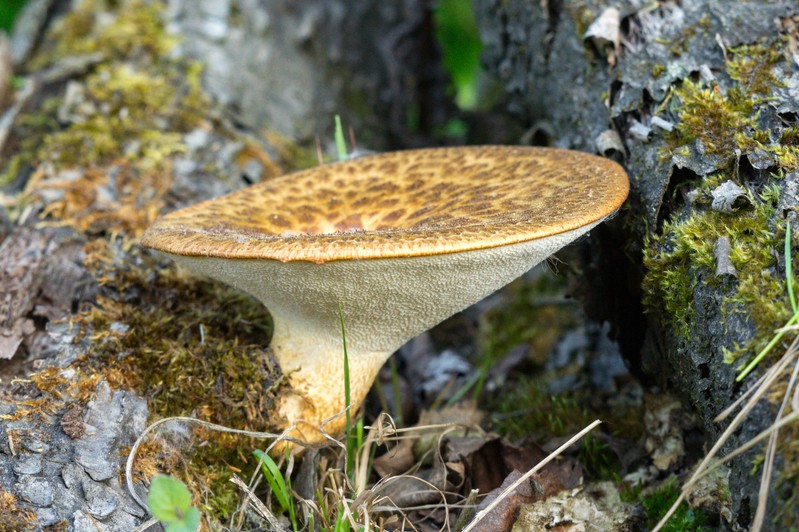 Фото сделанное пользователем AndreikaS