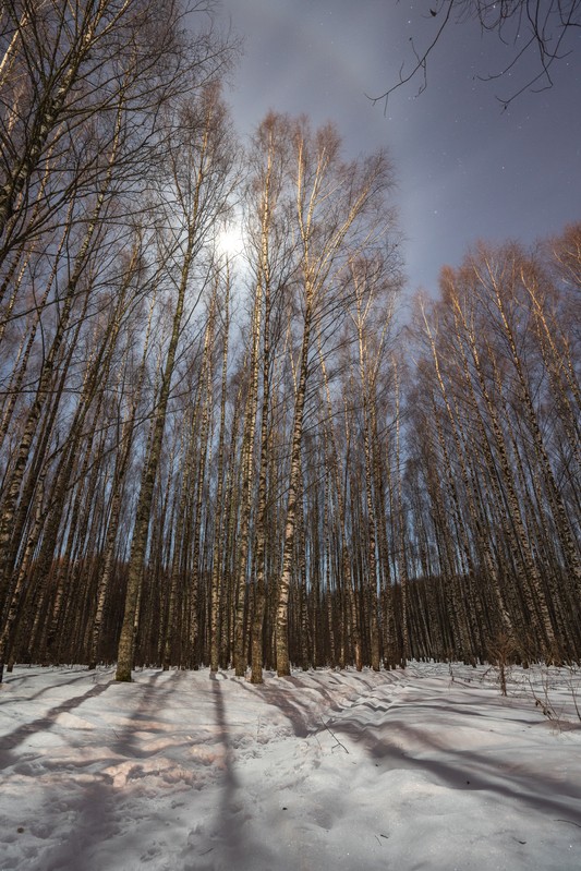 Фото сделанное пользователем Procyon