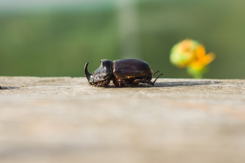 Фото сделанное пользователем tonygrass