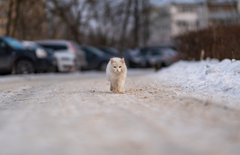 Фото сделанное пользователем KotoPalych