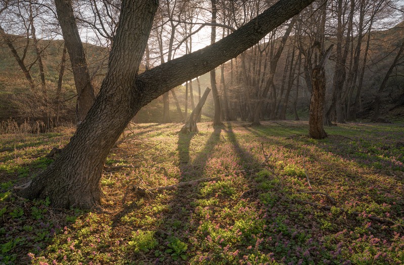 Фото сделанное пользователем филин