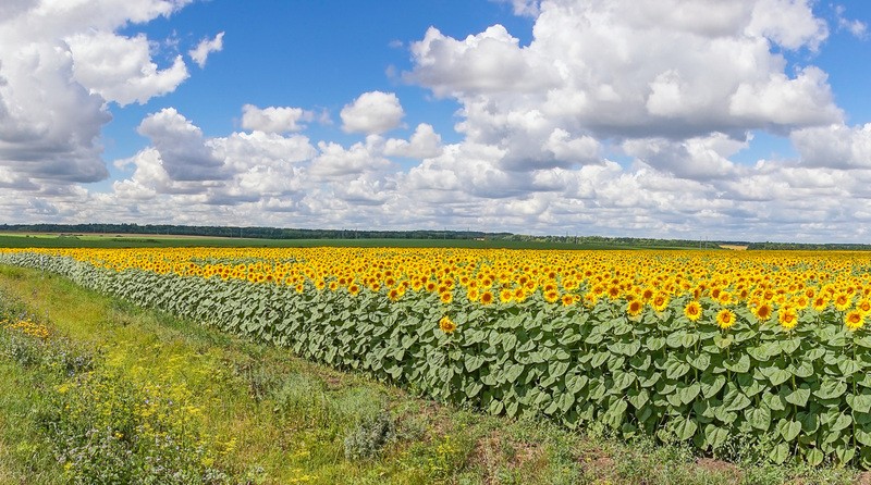 Фото сделанное пользователем nikbologov