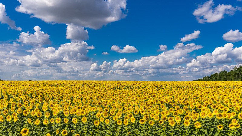 Фото сделанное пользователем nikbologov