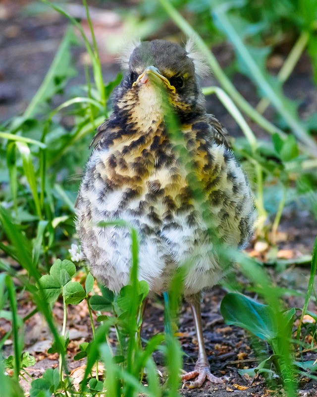 Фото сделанное пользователем O_Genri