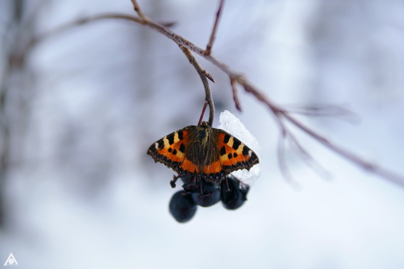 Фото сделанное пользователем Olga_Aristova