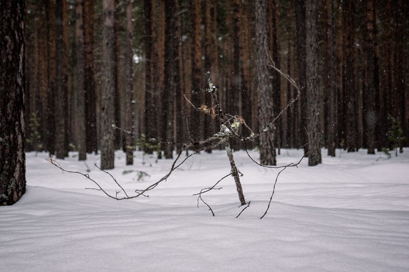 Фото сделанное пользователем Nirnell