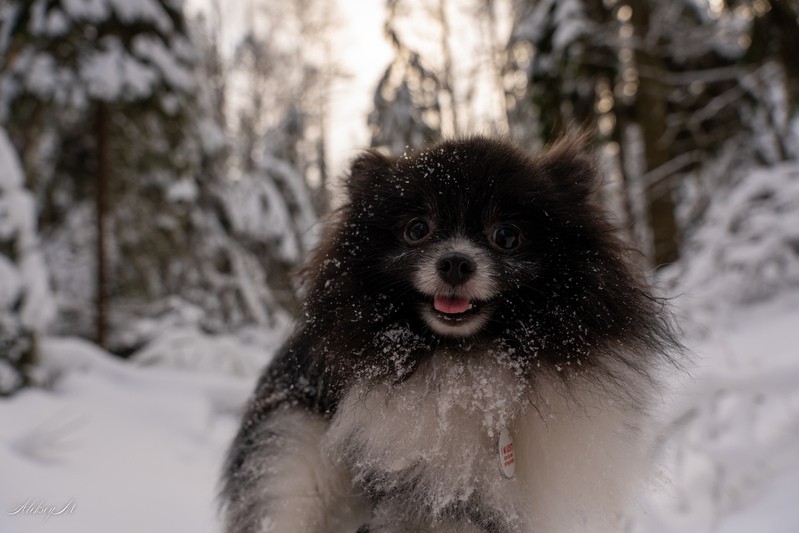 Фото сделанное пользователем AlekseyM