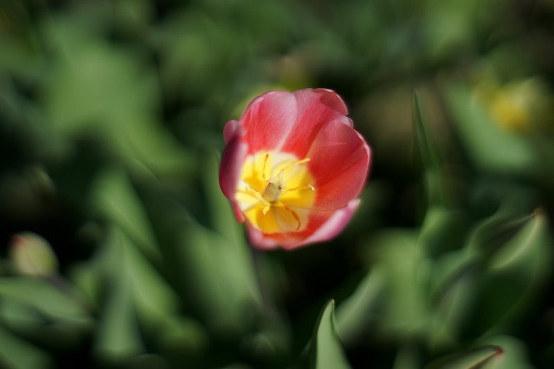 Фото сделанное пользователем Genisch