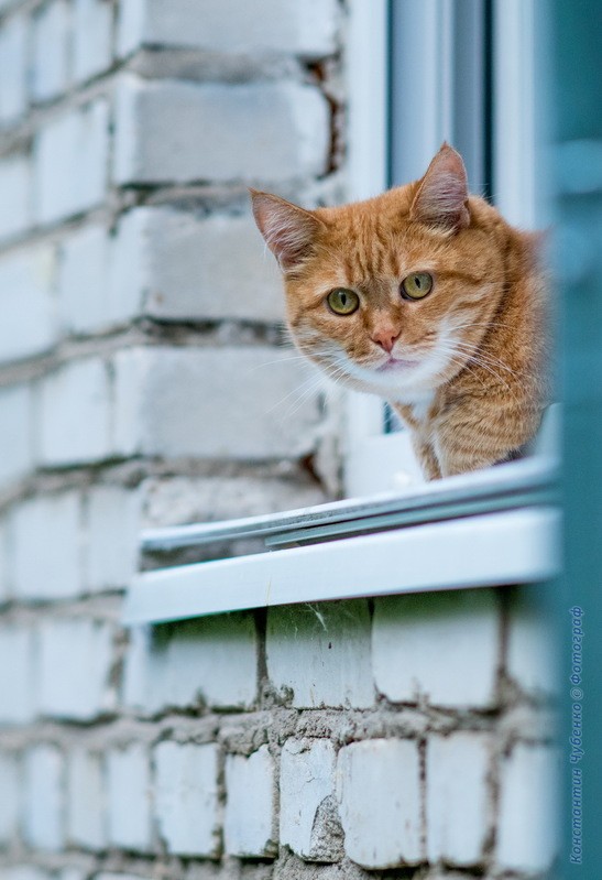 Фото сделанное пользователем KotoPalych