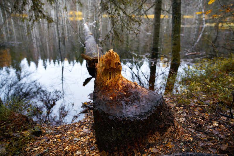 Фото сделанное пользователем romelenium