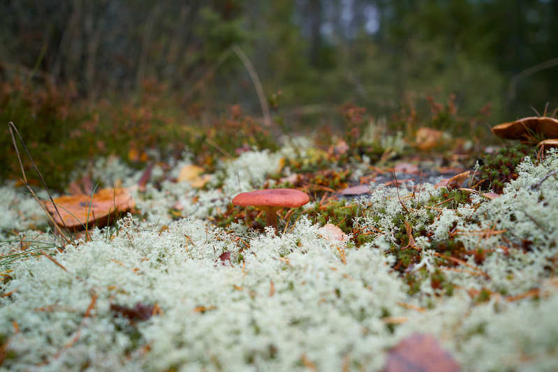 Фото сделанное пользователем romelenium